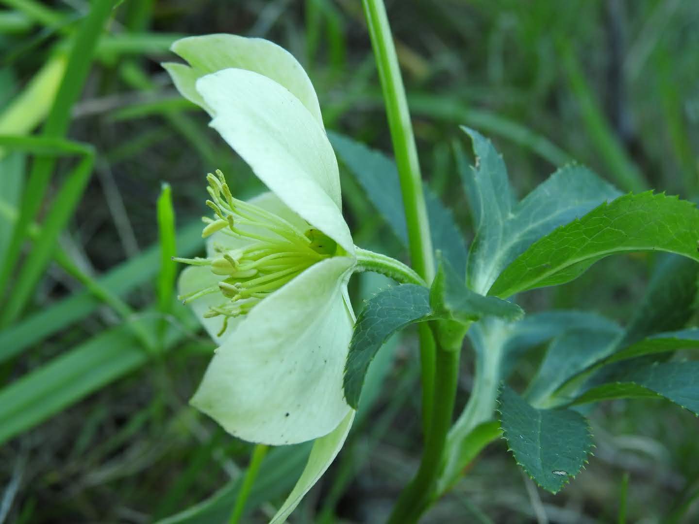 Helleborus viridis