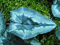 Cyclamen hederifolium