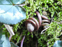 Cyclamen hederifolium