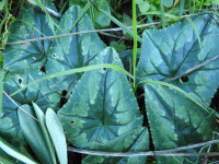 Cyclamen hederifolium