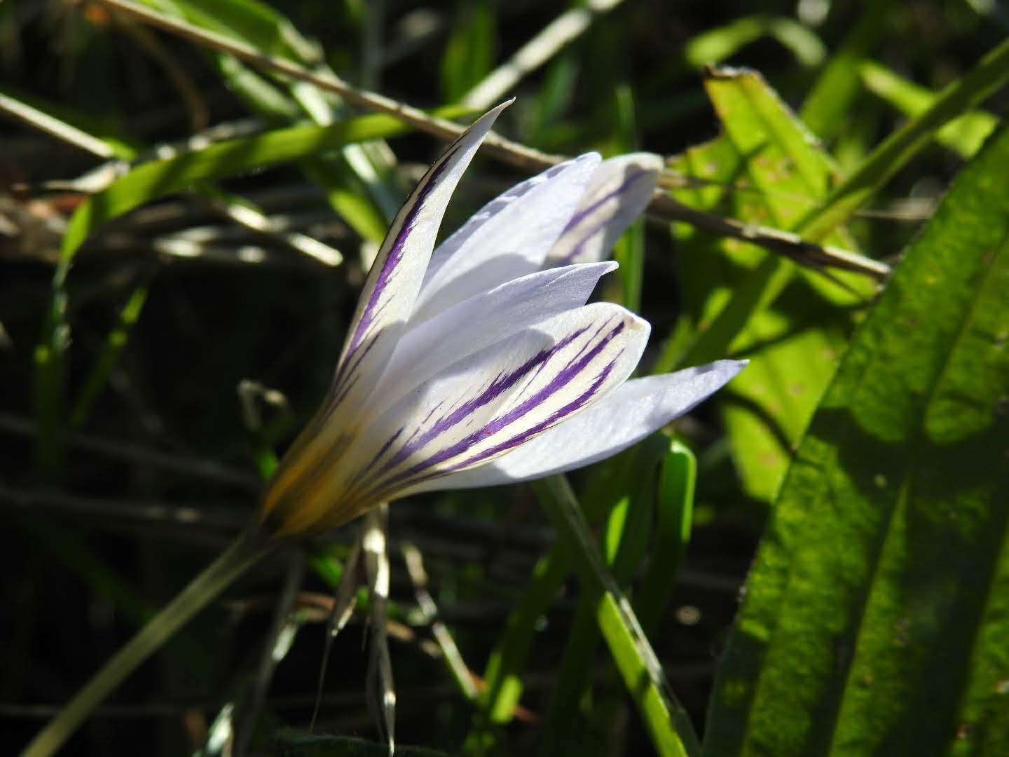 Crocus biflorus