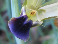 Hermodactylus tuberosus