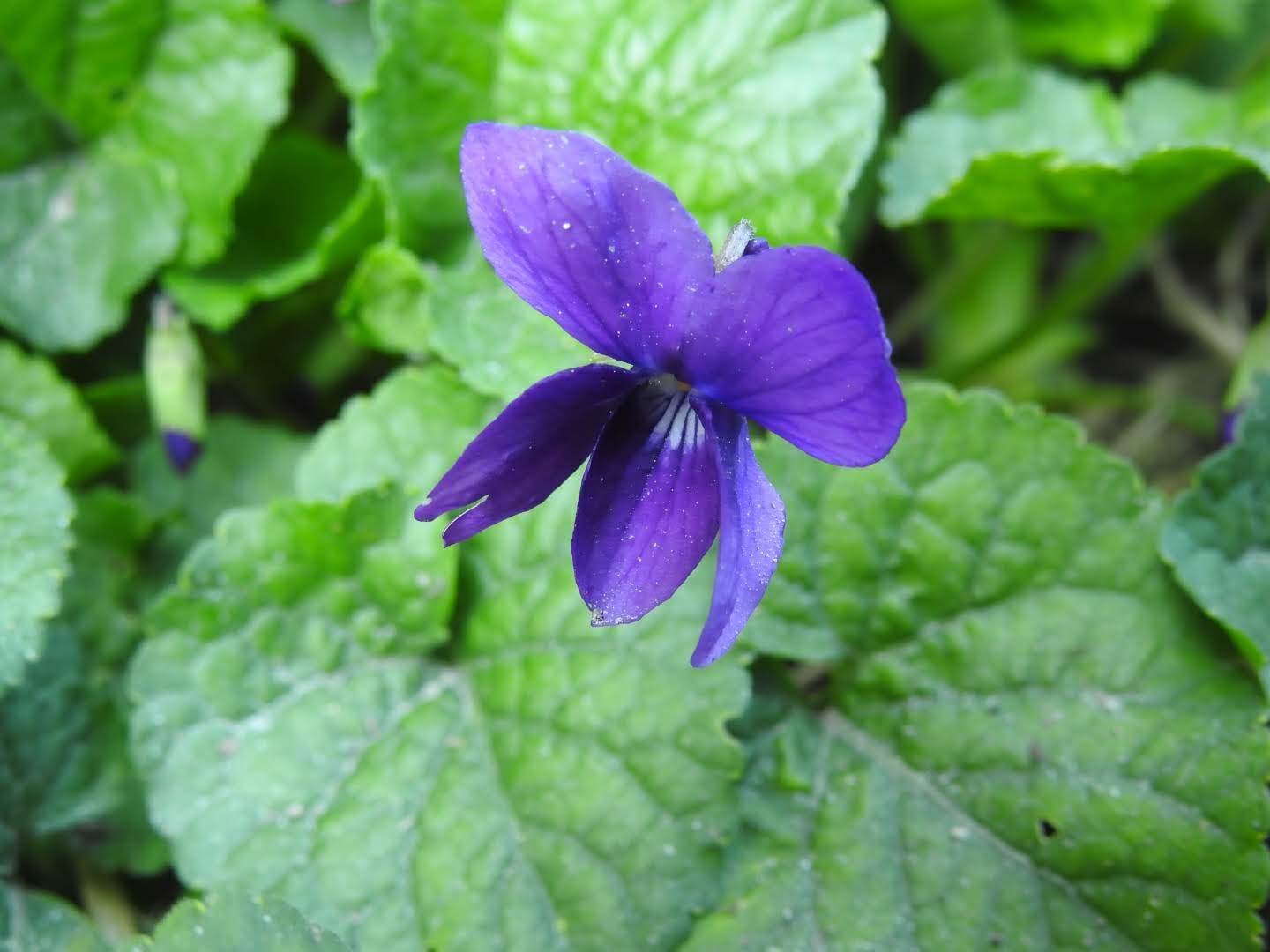 Viola odorata