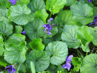 Viola odorata