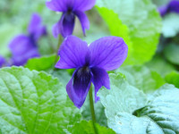 Viola odorata