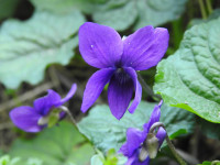 Viola odorata
