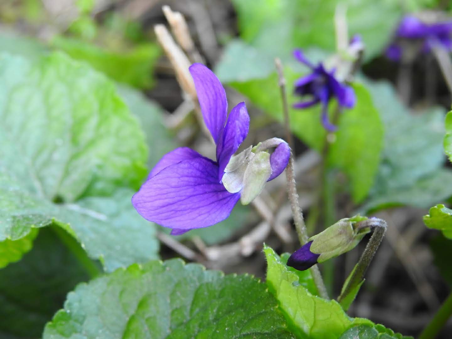 Viola odorata