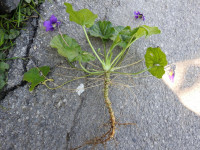 Viola odorata