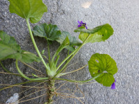 Viola odorata