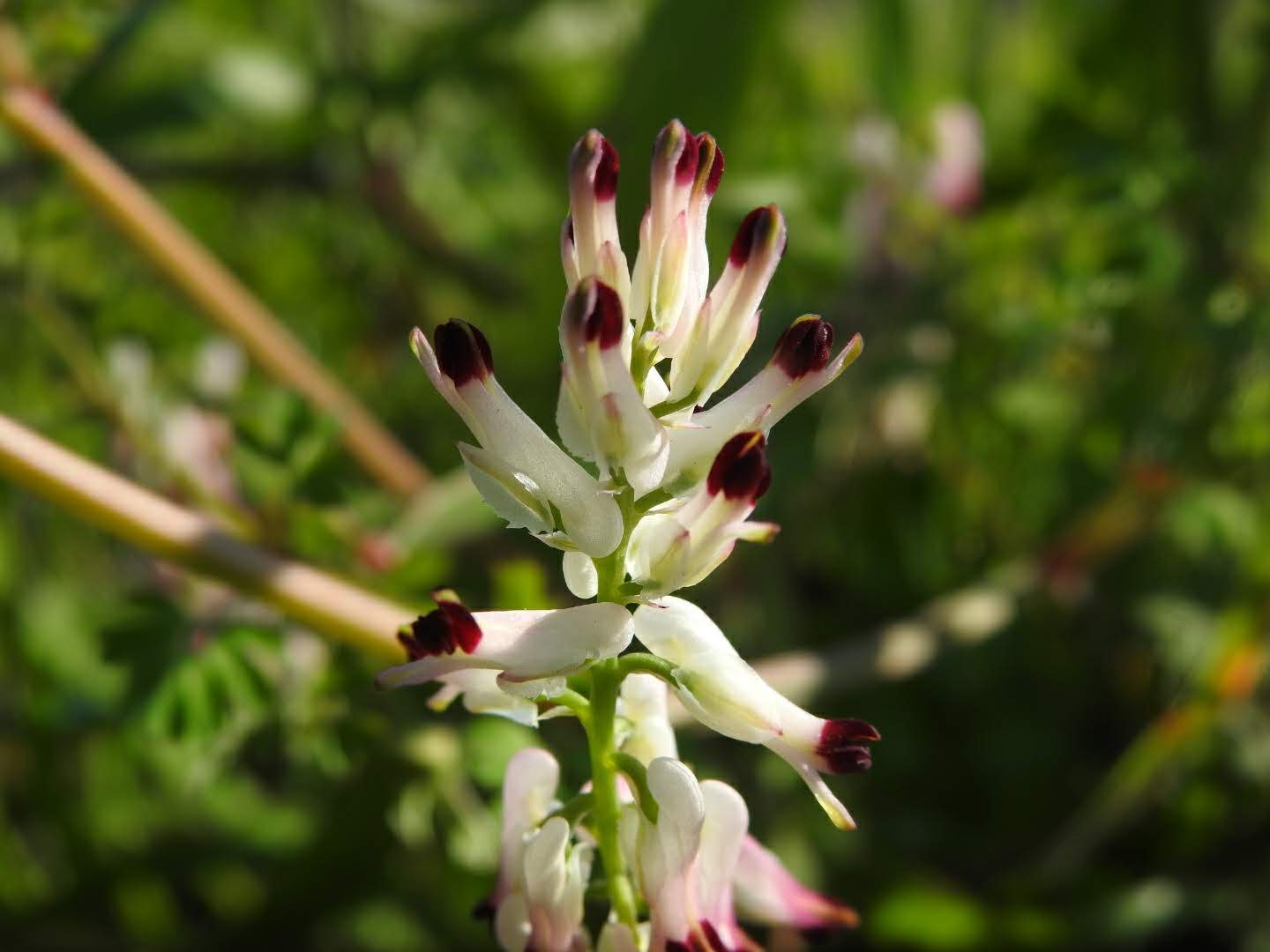 Fumaria capreolata