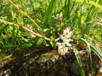 Fumaria capreolata