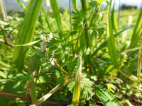 Fumaria capreolata
