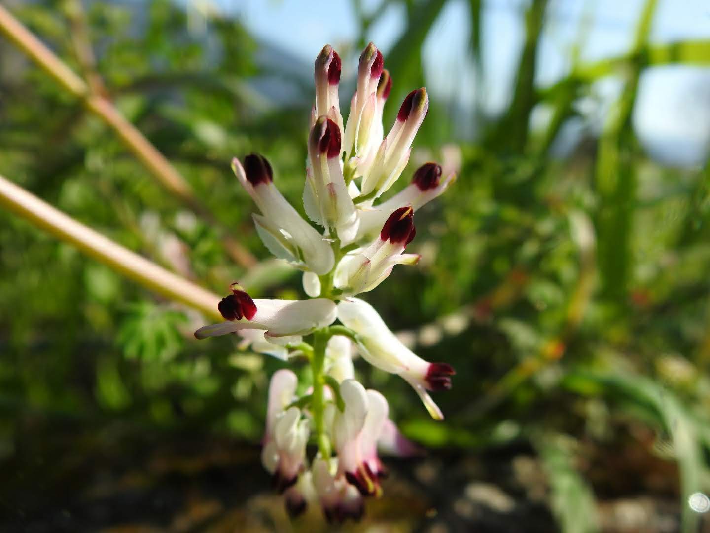 Fumaria capreolata