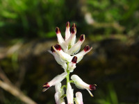 Fumaria capreolata
