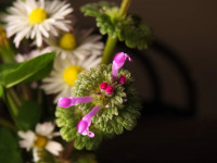 Lamium amplexicaule