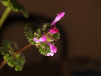 Lamium amplexicaule