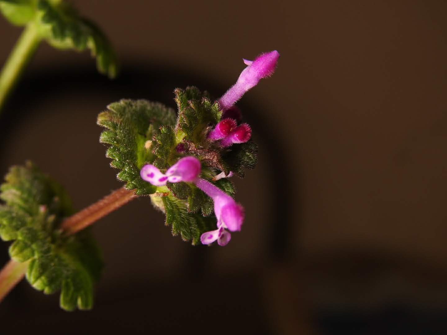 Lamium amplexicaule