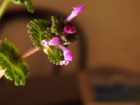 Lamium amplexicaule