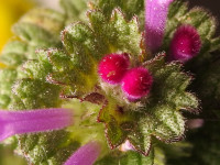 Lamium amplexicaule