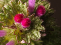 Lamium amplexicaule