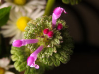 Lamium amplexicaule