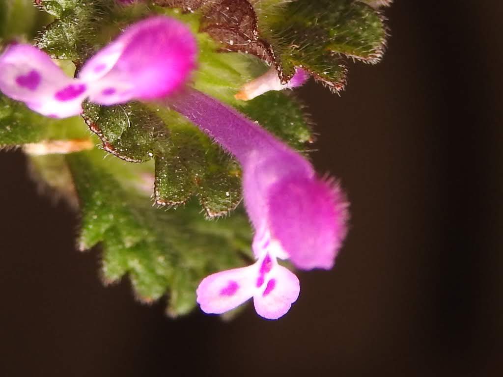 Lamium amplexicaule