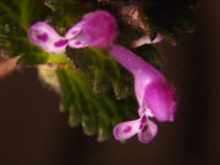 Lamium amplexicaule