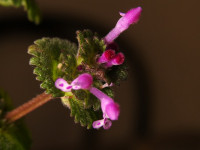 Lamium amplexicaule