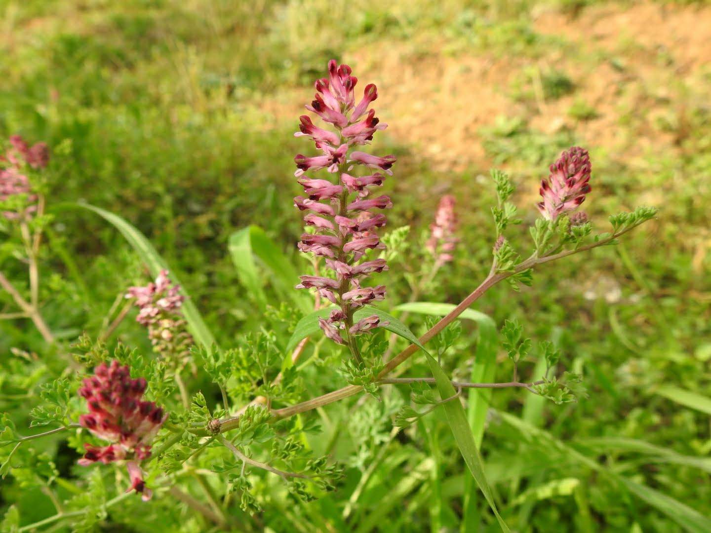 Fumaria officinalis