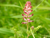 Fumaria officinalis