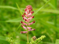 Fumaria officinalis