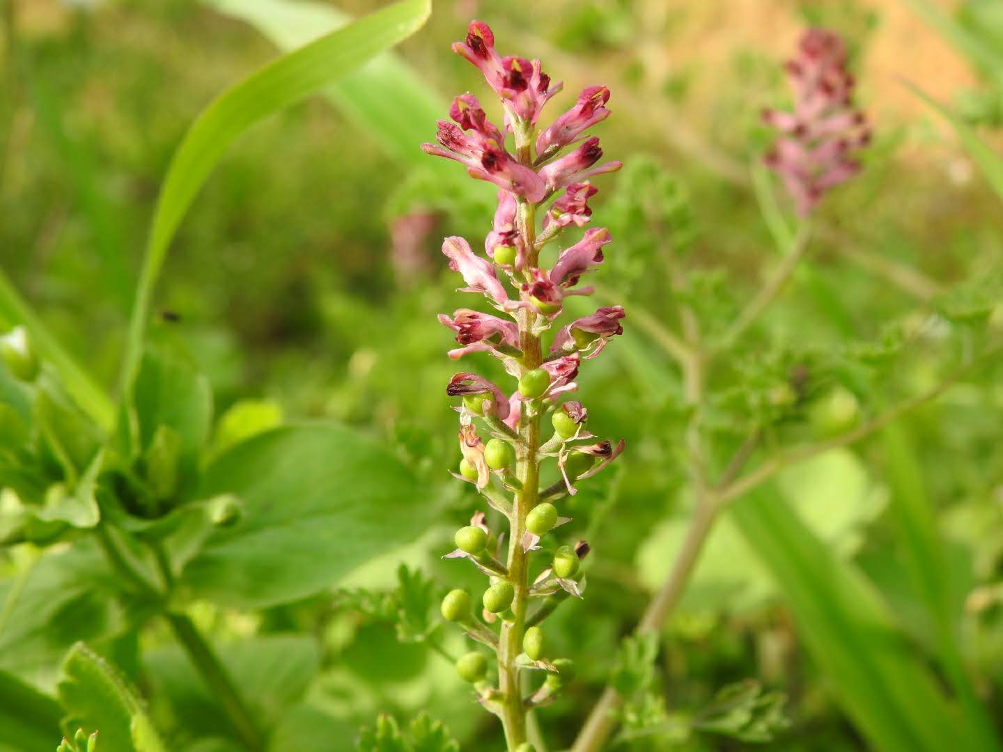 Fumaria officinalis