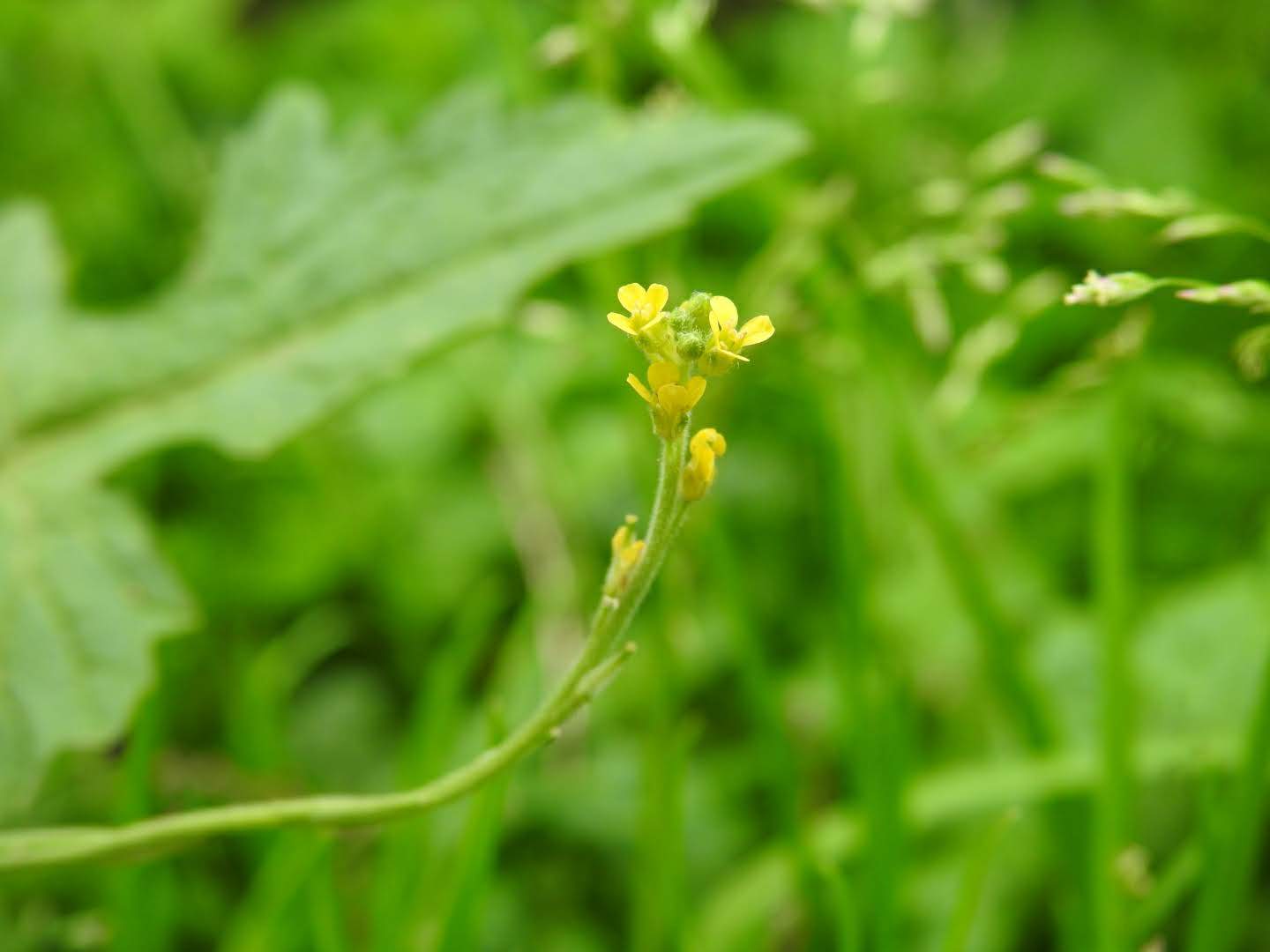 Sisymbrium officinale