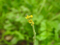 Sisymbrium officinale