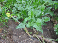 Sisymbrium officinale
