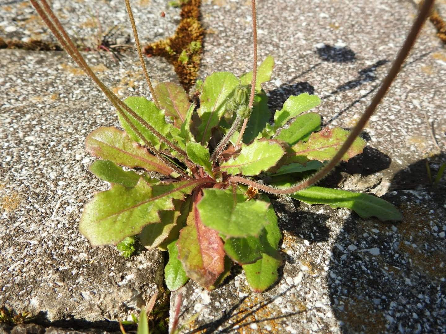 Crepis sancta
