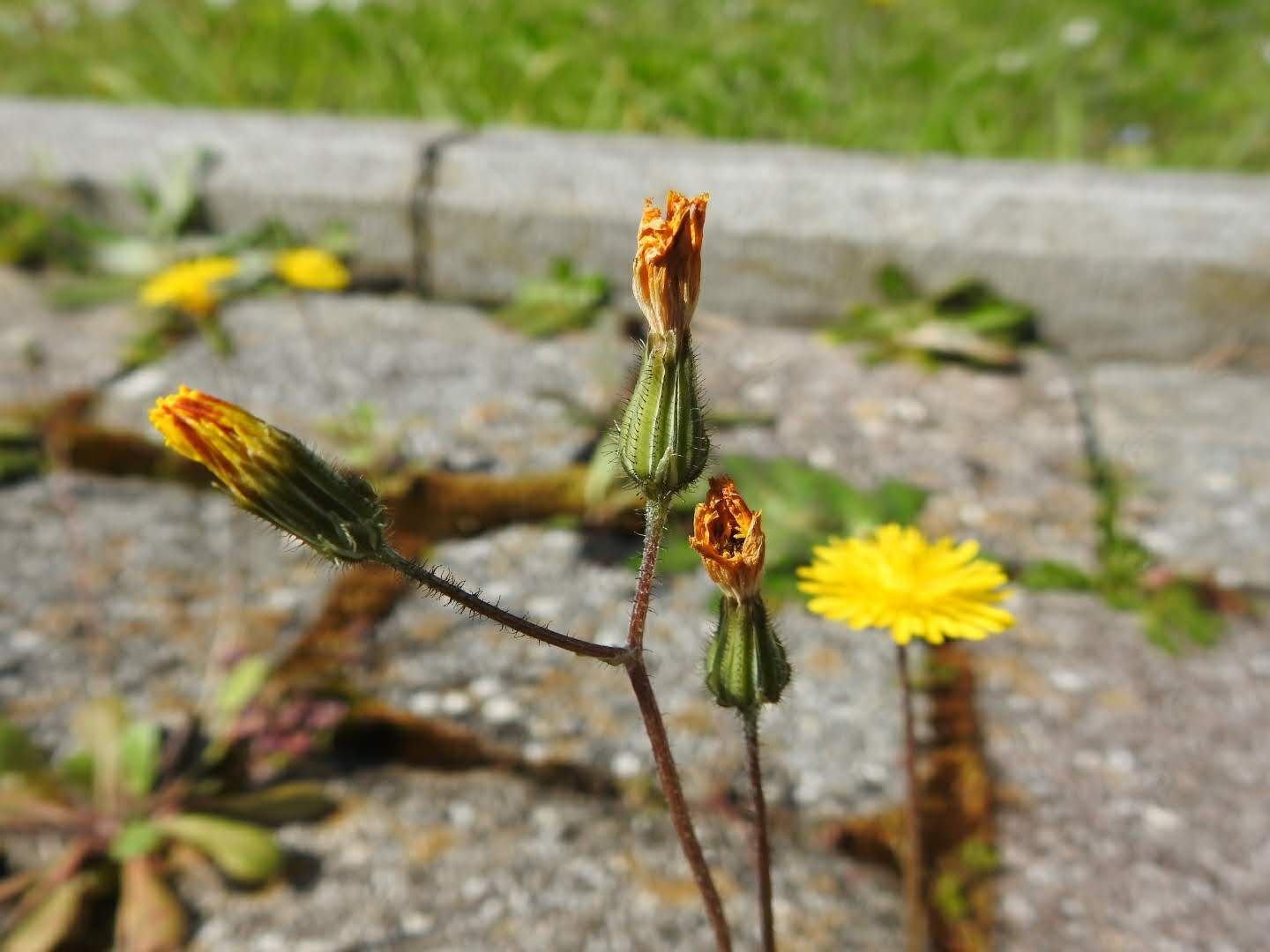 Crepis sancta