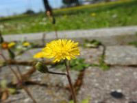 Crepis sancta