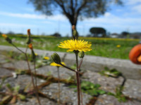 Crepis sancta