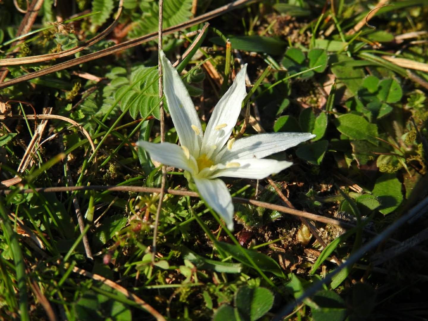 Ornithogalum exscapum