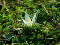 Ornithogalum exscapum