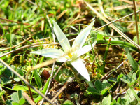 Ornithogalum exscapum