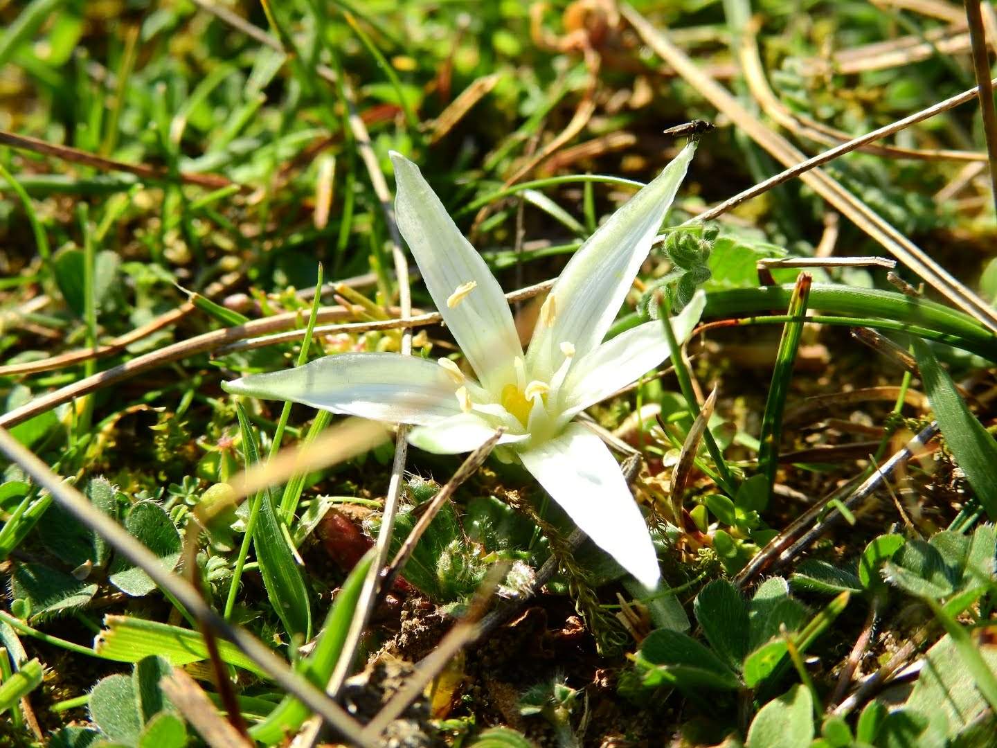 Ornithogalum exscapum