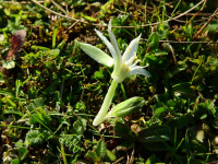 Ornithogalum exscapum