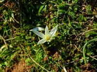 Ornithogalum exscapum