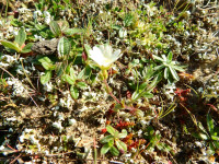 Cerastium semidecandrum