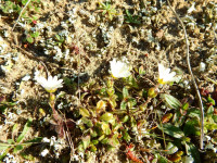 Cerastium semidecandrum