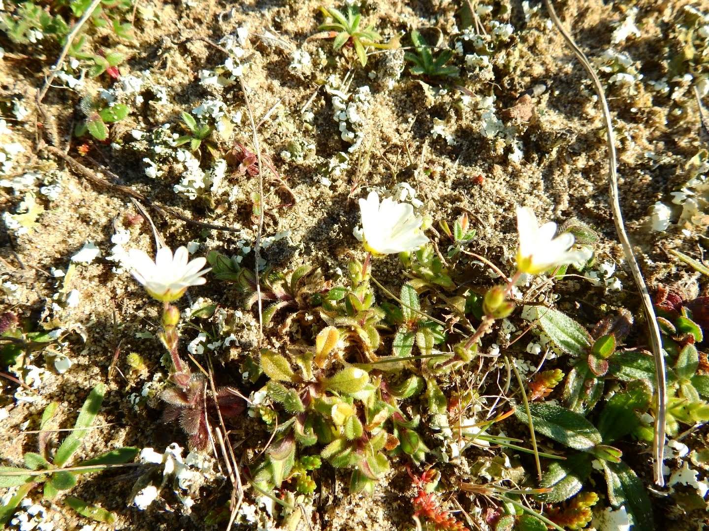 Cerastium semidecandrum