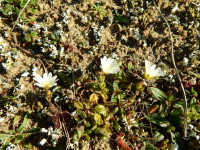 Cerastium semidecandrum