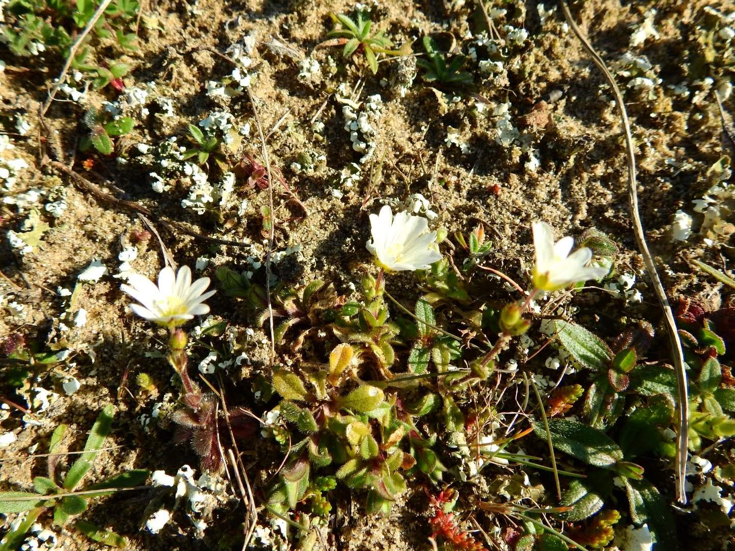 Cerastium semidecandrum